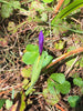 Wild Iris leverbacks gold